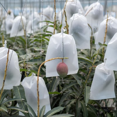 【2026年7月から順次発送・家庭用】名物おじーが作るアップルマンゴー2kg(4～6玉)