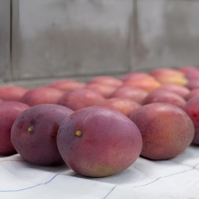 【2026年7月から順次発送・特選】名物おじーが作るアップルマンゴー2kg(4～5玉)