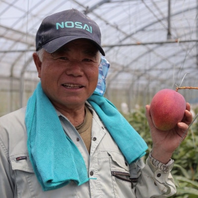 【2026年7月から順次発送・家庭用】名物おじーが作る幻の金蜜マンゴー2kg(4～6玉)