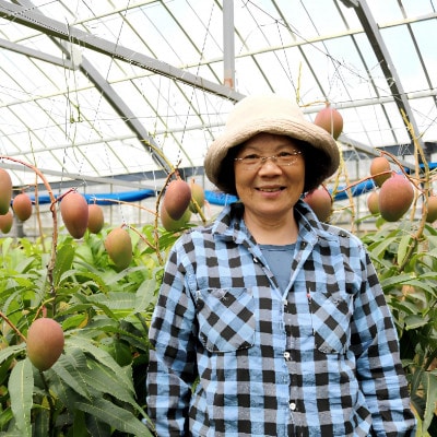 【2026年7月から順次発送・特選】内間マンゴー園のアーウィンマンゴー1kg(2～3玉)