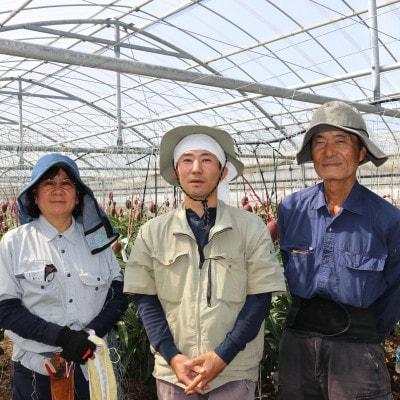 【2026年7月から順次発送・家庭用】今帰仁ゆがふ農園のアーウィンマンゴー2kg(4～6玉)