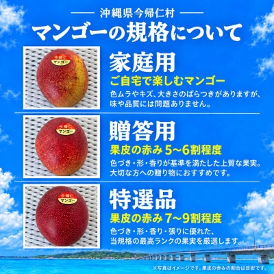 【2027年7月から順次発送・特選】今帰仁ゆがふ農園のアーウィンマンゴー1kg(2～3玉)