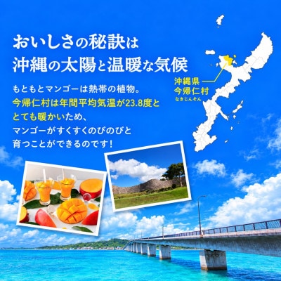 【2027年7月から順次発送・特選】今帰仁ゆがふ農園のアーウィンマンゴー1kg(2～3玉)