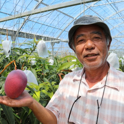 【2026年7月から順次発送・家庭用】ベテラン農家さんが作る アーウィンマンゴー1kg(2～3玉)