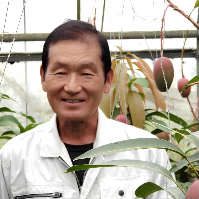 【2026年7月から順次発送・家庭用】美ら宮農園のアーウィンマンゴー2kg(4～6玉)