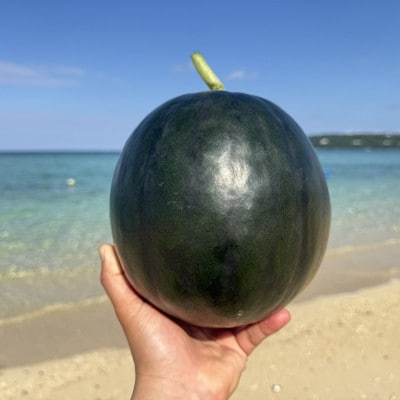 【2026年4月上旬から順次発送】今帰仁村のお試しスイカ1玉(2.0kg～3.0kg)