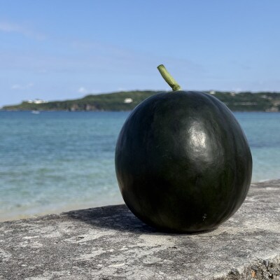 【2026年1月下旬から順次発送】今帰仁村産 黄色の冬スイカ1玉(3.0kg～4.0kg)