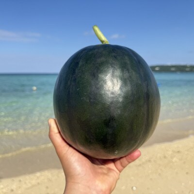 【2026年1月下旬から順次発送】今帰仁村産 黄色の冬スイカ1玉(3.0kg～4.0kg)