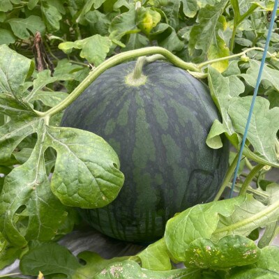 【2026年1月下旬から順次発送】今帰仁村産 黄色の冬スイカ1玉(3.0kg～4.0kg)