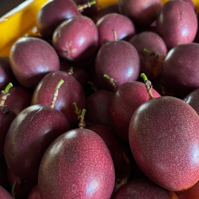 【2026年6月上旬から順次発送】初夏に味わう ファーム寿のパッションフルーツ2kg(20玉前後)