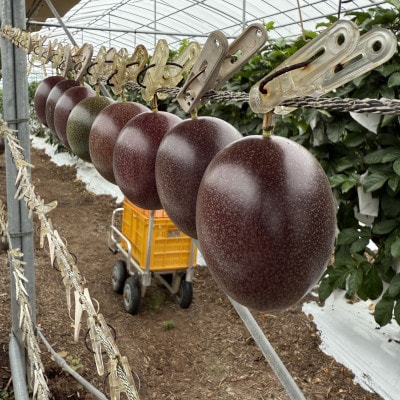 【2026年6月上旬から順次発送】初夏に味わう ファーム寿のパッションフルーツ2kg(20玉前後)