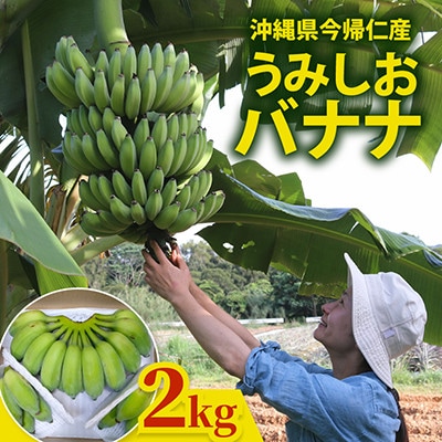 【2026年6月上旬から順次発送】今帰仁産のうみしおバナナ2kg