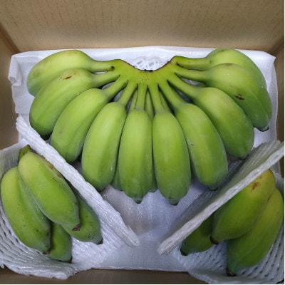 【2026年6月上旬から順次発送】今帰仁産のうみしおバナナ2kg