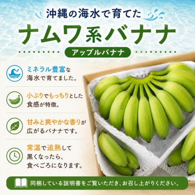 【2026年6月上旬から順次発送】今帰仁産のうみしおバナナ2kg