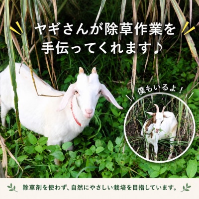 【2026年6月上旬から順次発送】今帰仁産のうみしおバナナ2kg