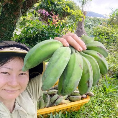 【2026年6月上旬から順次発送】今帰仁産のうみしおバナナ2kg