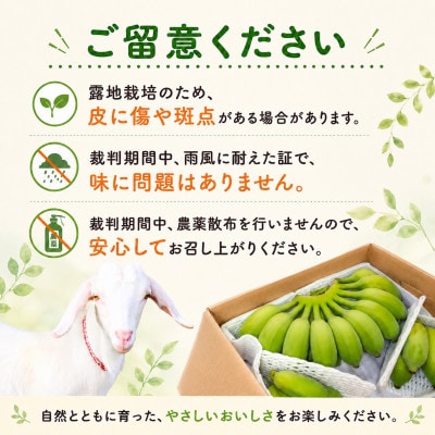 【2026年6月上旬から順次発送】今帰仁産のうみしおバナナ2kg