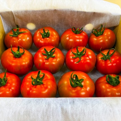 【2027年2月中旬から順次発送】甘みが凝縮したフルーツトマト1.2kg(10玉～15玉)