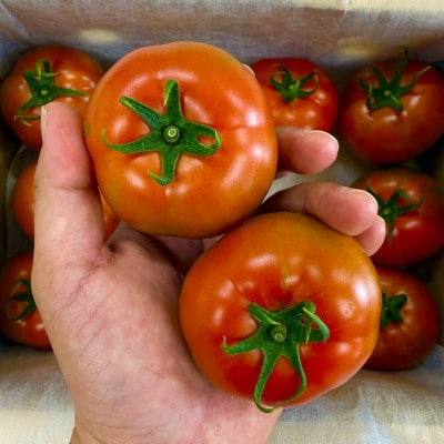 【2027年2月中旬から順次発送】甘みが凝縮したフルーツトマト1.2kg(10玉～15玉)