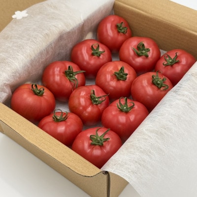 【2027年2月中旬から順次発送】甘みが凝縮したフルーツトマト1.2kg(10玉～15玉)