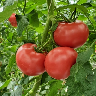 【2027年2月中旬から順次発送】甘みが凝縮したフルーツトマト1.2kg(10玉～15玉)