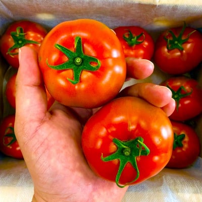 【2027年2月中旬から順次発送】甘みが凝縮したフルーツトマト4.0kg(30玉～35玉)