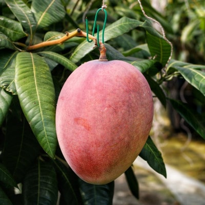 【2026年7月上旬から順次発送・家庭用】島袋さんの完熟アップルマンゴー 2kg(4～6玉)