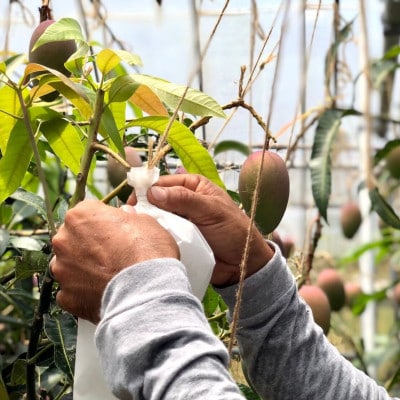 【2026年7月上旬から順次発送・家庭用】島袋さんの完熟アップルマンゴー 2kg(4～6玉)