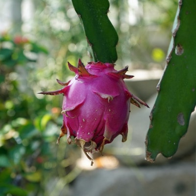 【2026年7月下旬から順次発送】富平農園のドラゴンフルーツ2kg(4～6玉)