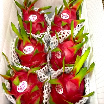 【2026年7月下旬から順次発送】懇謝堂フルーツ園のドラゴンフルーツ2kg(4～6玉)