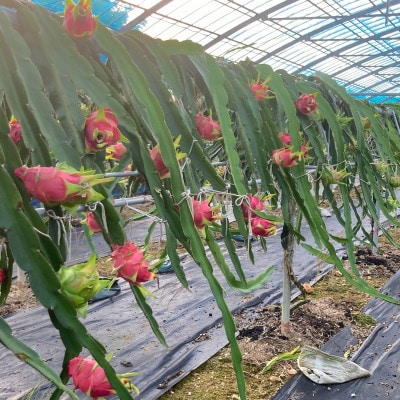 【2026年7月下旬から順次発送】懇謝堂フルーツ園のドラゴンフルーツ2kg(4～6玉)