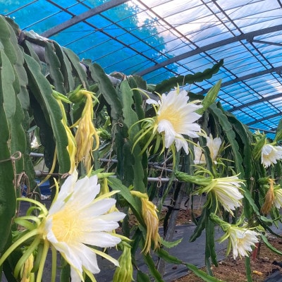 【2026年7月下旬から順次発送】懇謝堂フルーツ園のドラゴンフルーツ2kg(4～6玉)