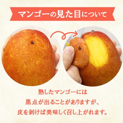 【2026年6月下旬から順次発送】今帰仁産のA級アップルマンゴー2kg(4～6玉)