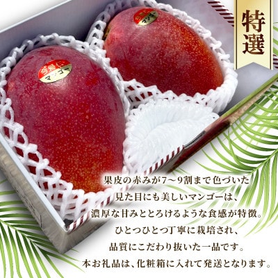 【2026年6月下旬から順次発送】今帰仁産の特選アップルマンゴー1kg(2～3玉)