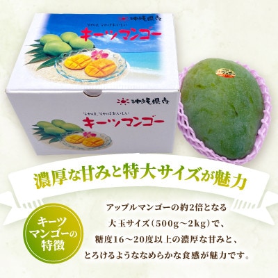 【2026年8月中旬から順次発送】今帰仁産の幻のキーツマンゴー1.5kg(2～3玉)