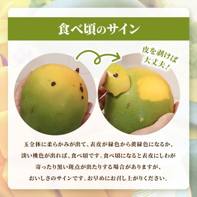 【2026年8月中旬から順次発送】今帰仁産の幻のキーツマンゴー2kg(2～3玉)