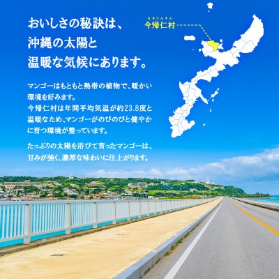 【2026年6月下旬から順次発送・訳あり】今帰仁産のアップルマンゴー2kg(4～6玉)