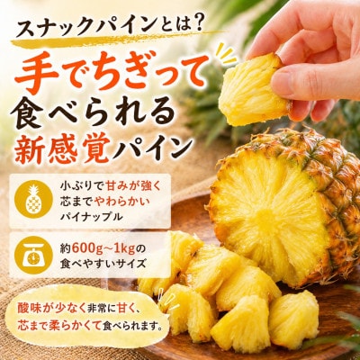 【2026年5月中旬から順次発送】今帰仁村パイン産地協議会 スナックパイン2.4kg(3～5玉)