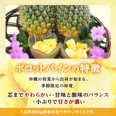 【2027年5月中旬から順次発送】今帰仁村パイン産地協議会 ポコットパイン2.4kg(3～5玉)