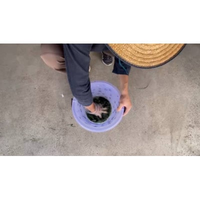 藍染めストール(縦ボーダー)
