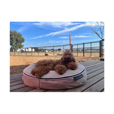 【アンビエントラウンジ】犬ペットラウンジLOW　エリート・キルトベージュ(S)※小型犬向け