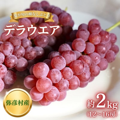 【糖度20度以上】弥彦村産 デラウエア 種なし(種が少ない) 約2kg(12～16房)新潟県 弥彦村