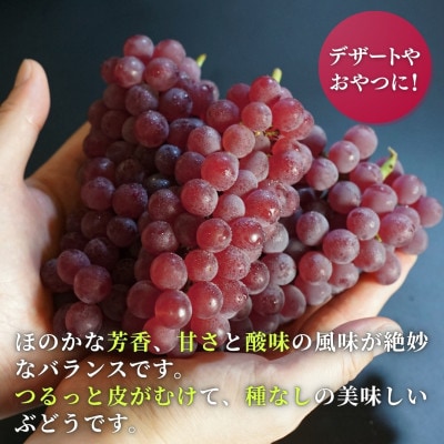 【糖度20度以上】弥彦村産 デラウエア 種なし(種が少ない) 約2kg(12～16房)新潟県 弥彦村