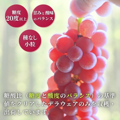 【糖度20度以上】弥彦村産 デラウエア 種なし(種が少ない) 約2kg(12～16房)新潟県 弥彦村