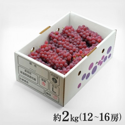 【糖度20度以上】弥彦村産 デラウエア 種なし(種が少ない) 約2kg(12～16房)新潟県 弥彦村