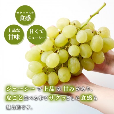 【上品な味わい】弥彦村農家のこだわりの逸品「ロザリオビアンコ」 約2kg ぶどう 新潟県 弥彦村