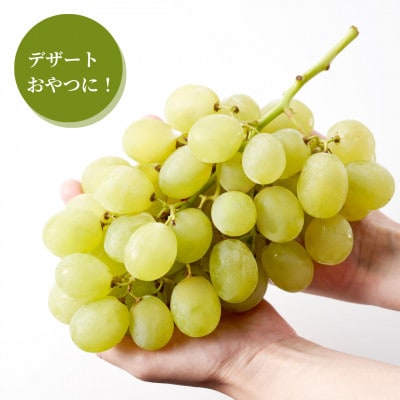 【上品な味わい】弥彦村農家のこだわりの逸品「ロザリオビアンコ」 約2kg ぶどう 新潟県 弥彦村