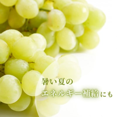 【上品な味わい】弥彦村農家のこだわりの逸品「ロザリオビアンコ」 約2kg ぶどう 新潟県 弥彦村