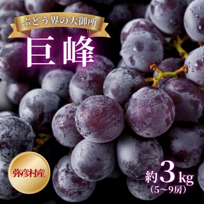 【ぶどう界の大御所】 巨峰 約3kg(5~9房) 弥彦村産