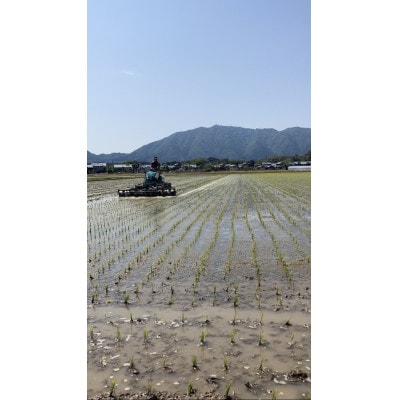 令和6年産「伊彌彦米 零(ぜろ)」玄米10kg(5kg×2袋) 農薬・化学肥料不使用 新潟県 弥彦村